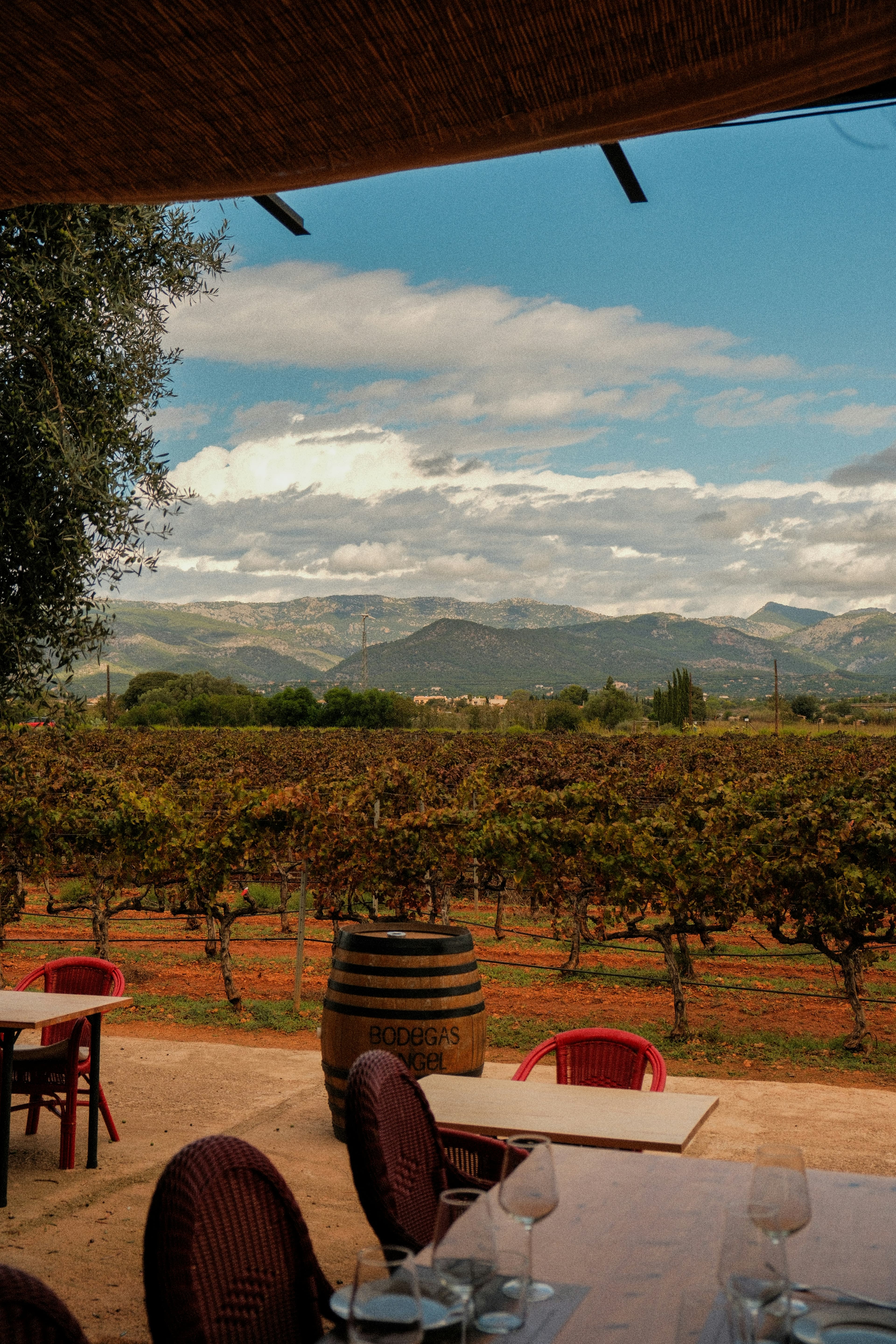 Penedès Horseback & Wine Escape — photo 4