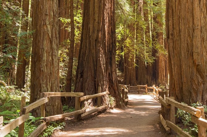Muir Woods and Sausalito Small Group Tour — photo 1