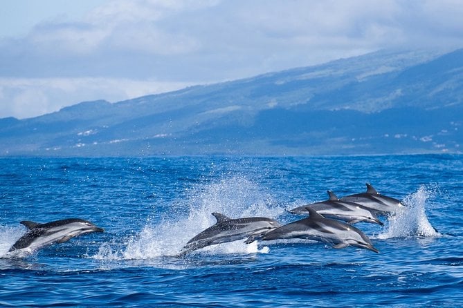 Whale Watching Adventure: Team Exploration in the Azores — photo 3