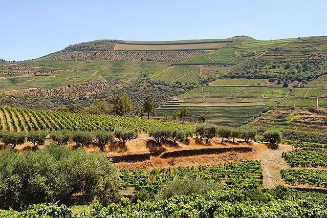Douro Valley Wine Adventure: Team Tasting and Cruise Experience — photo 5