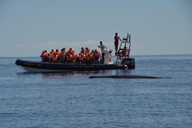 Whale Watching Adventure: Team Exploration in the Azores — photo 4