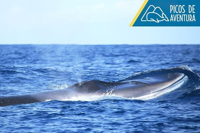 Whale Watching Adventure: Team Exploration in the Azores — photo 5