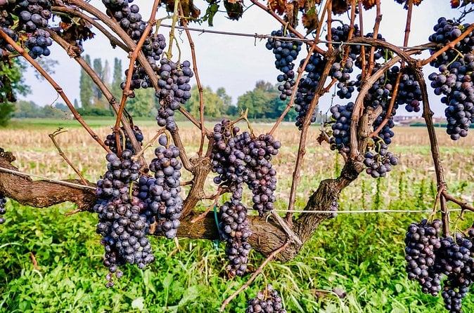 6-hour Private Luxury SUV Wine Tour in Napa Or Sonoma Valley — photo 4