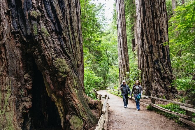 Muir Woods and Sausalito Tour (Return by Bus or Ferry) — photo 2