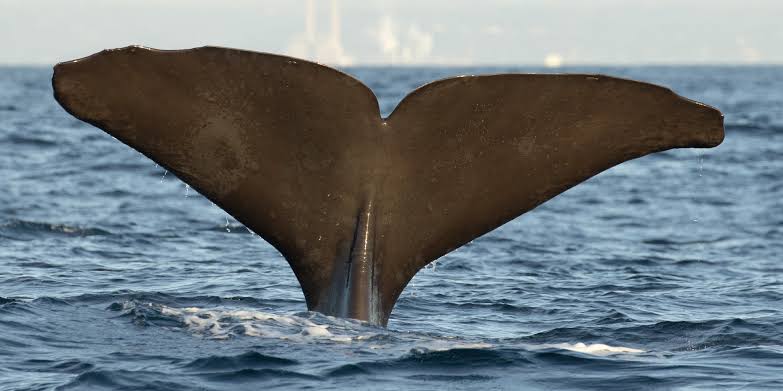 Wildlife Freediving Experience