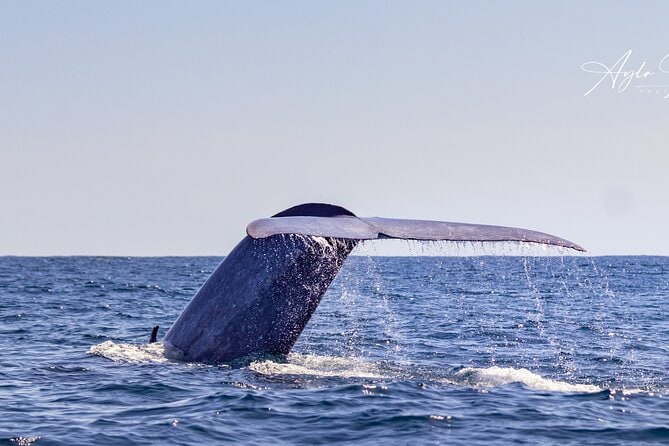 Whale Watching Adventure: Team Exploration in the Azores