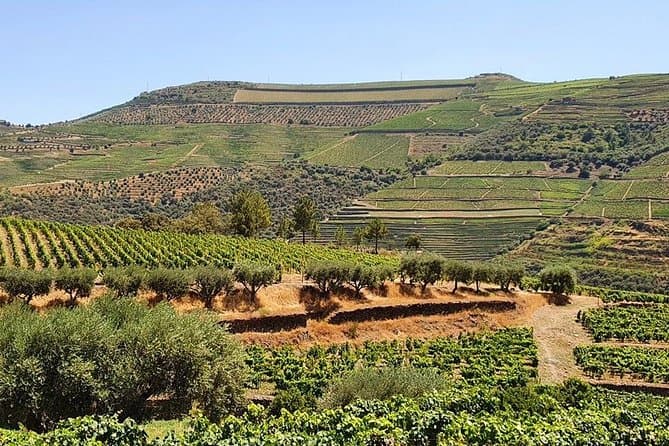 Douro Valley Wine Adventure: Team Tasting and Cruise Experience — photo 5