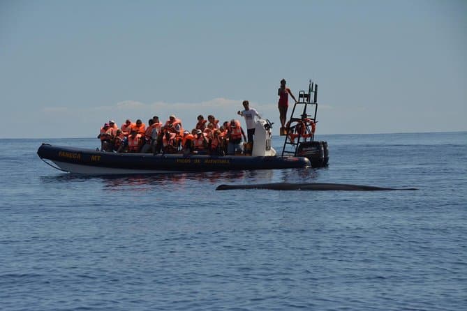 Whale Watching Adventure: Team Exploration in the Azores — photo 4